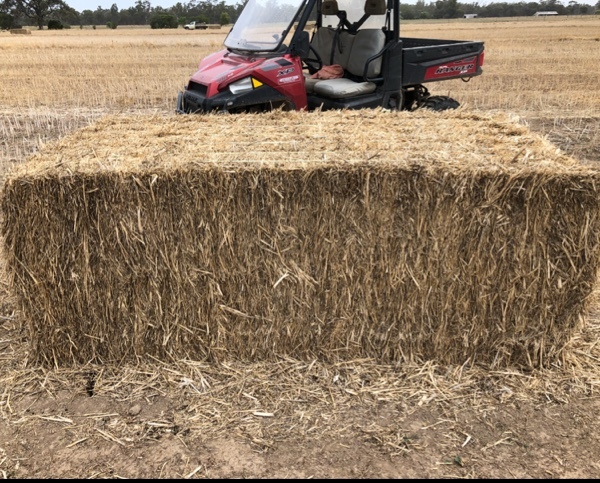 Canola Straw Bales 8x4x3