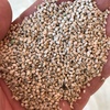 Millet seed for Sale graded and bagged or bulk