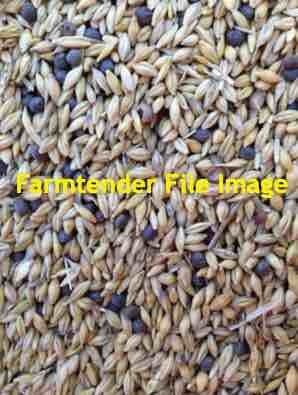 Barley & Vetch Mix