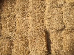 250 x Bales of Header Trailed Barley Straw 8x4x3 