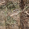 250mt Vetch Hay 700kg 8x4x3 Bales