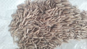 Lampton oat seed surplus to 2020 season - Approx 1.7ton in bulka bags