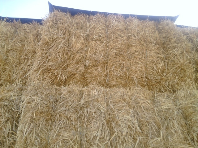 Organic Oaten Hay . USDA and NOP Accredited .  