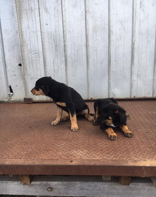 Kelpie Pups x 2 