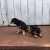 Kelpie Pups x 2 