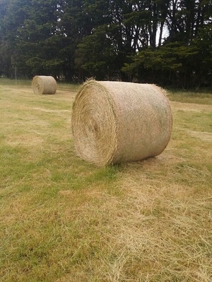 Pasture hay for sale . 500 Rolls