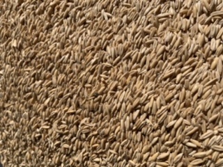 Organic Oats