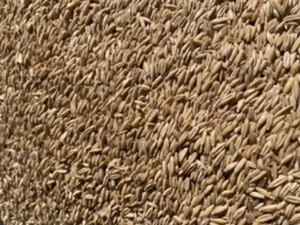 Organic Oats