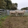 Border Leicester Rams for sale