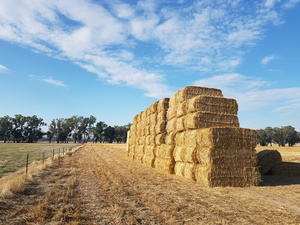  Oaten Straw - 250 big squares oaten straw Bales: 8 x 4 x 3 Weight: 320-360kg - Sold By The Ton -