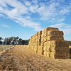  Oaten Straw - 250 big squares oaten straw Bales: 8 x 4 x 3 Weight: 320-360kg - Sold By The Ton -