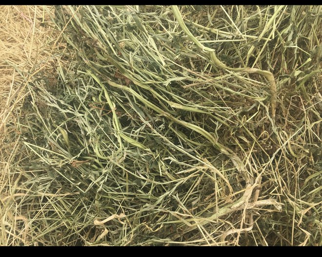 Clover Round Bales - Hay. 
