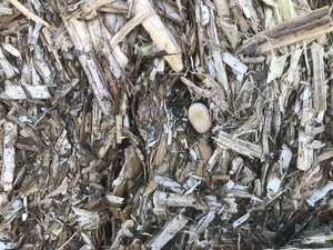Field Pea and Faba Bean Tailing Bales