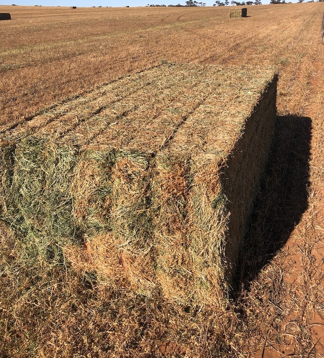 500mt Vetch Hay 680kg 8x4x3 Bales ex paddock