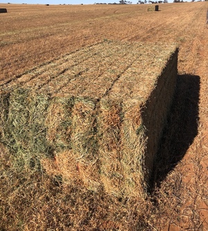 500mt Vetch Hay 680kg 8x4x3 Bales ex paddock
