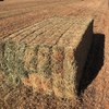 500mt Vetch Hay 680kg 8x4x3 Bales ex paddock
