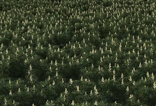 Narrow leaf Lupins, 30 ton.