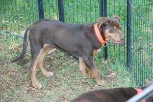 Woodland View Kelpies