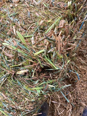 CONDITIONED OATEN HAY