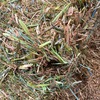 CONDITIONED OATEN HAY