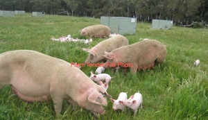 WANTED Pigs under 4mths old