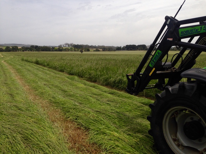Pasture hay for sale . 500 Rolls