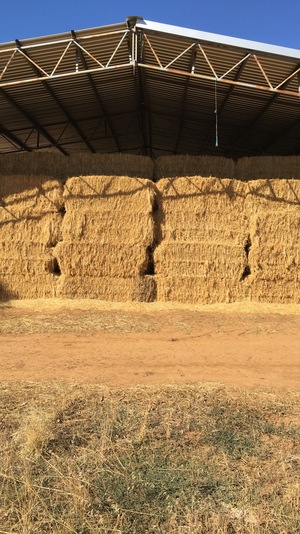 Organic Oat + Rye Hay For Sale