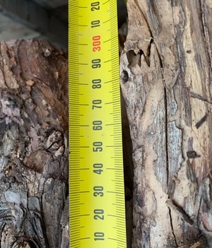 Pine Firewood 