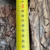 Pine Firewood 