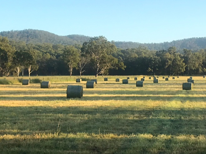 Freshly baled 4x4 round Rhodes Grass Hay