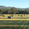 Freshly baled 4x4 round Rhodes Grass Hay