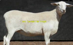 WANTED Aussie White Ewes