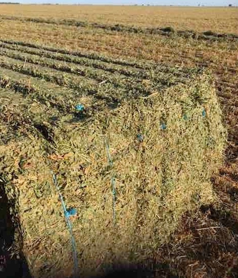 70mt Vetch Hay 680-700kg 8x4x3 Bales