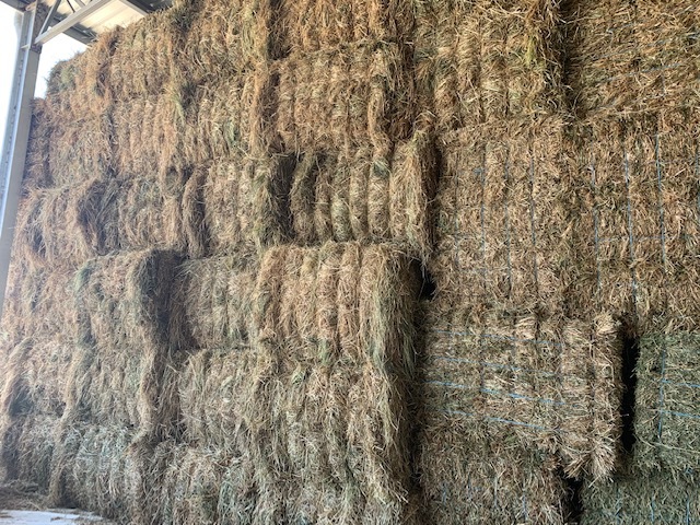 This Season Rye Grass Hay - Small Squares in packs of 21 - Approximately 1000 - To Be SOLD by the Bale