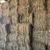This Season Rye Grass Hay - Small Squares in packs of 21 - Approximately 1000 - To Be SOLD by the Bale