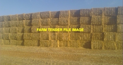 Triticale Straw . 8x4x3  1000 mt