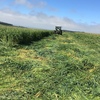 320 x Silage 600kg Round Bales