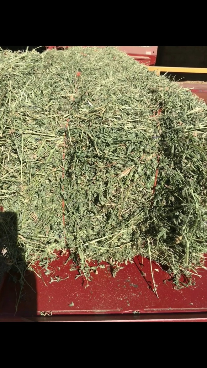 Small squares of lucerne hay