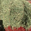 Small squares of lucerne hay