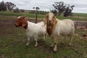 Boer  goats Ewes,rams and lambs for sale