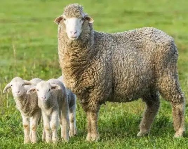 WANTED 50 Merino Ewes SIL