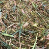 CONDITIONED OATEN HAY