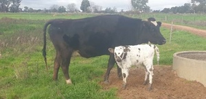 Wagyu X Cow & Specklepark Bull