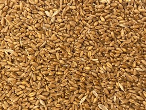 Wheat seed for sale - Naparoo awnless