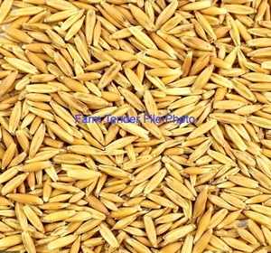 25m/t of Cleaned and Graded Oats Seed Hay Variety