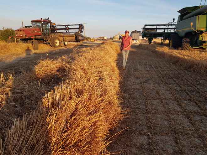 Windrowed Wheat Straw 500kg Bales-Shedded, High Quality 