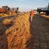 Windrowed Wheat Straw 500kg Bales-Shedded, High Quality 