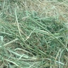 261 x Lucerne & Rye Grass 440kg 5x4 Round Bales 