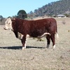 Poll Hereford registered stud bull
