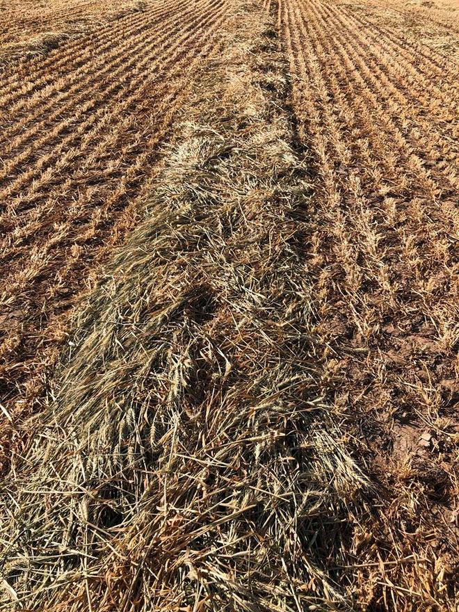 New Season 8x4x3 Wheaten Hay